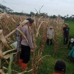 Sangat Meresahkan Petani, Aparat  TNI dan Polri Ikut Lakukan Gropyokan Hingga Area Persawahan