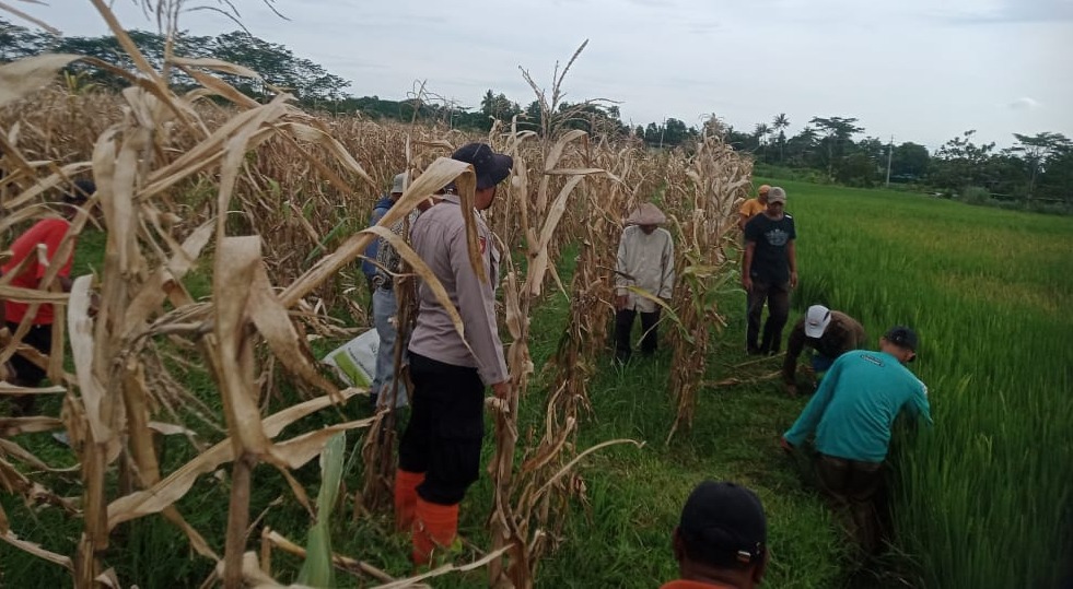 Sangat Meresahkan Petani, Aparat  TNI dan Polri Ikut Lakukan Gropyokan Hingga Area Persawahan