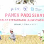 Terapkan Sistem Jajar Legowo, MPM PDM Lebong Panen Padi Sehat, Ini Hasilnya !