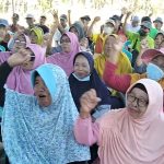Cegah Gagal Panen Karena Hama Sundep, FMC Punya Solusi Insektisida Prevathon Pro 200SC