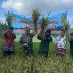 Kualitas Gabah Turun Karena Cuaca, Petani di Klaten Tertolong Program Sergab Perum Bulog