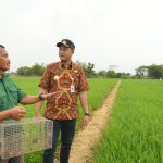 Bupati Klaten Klaim Penanganan Hama Tikus Dengan TBS Lebih Efektif Dibanding Gropyokan