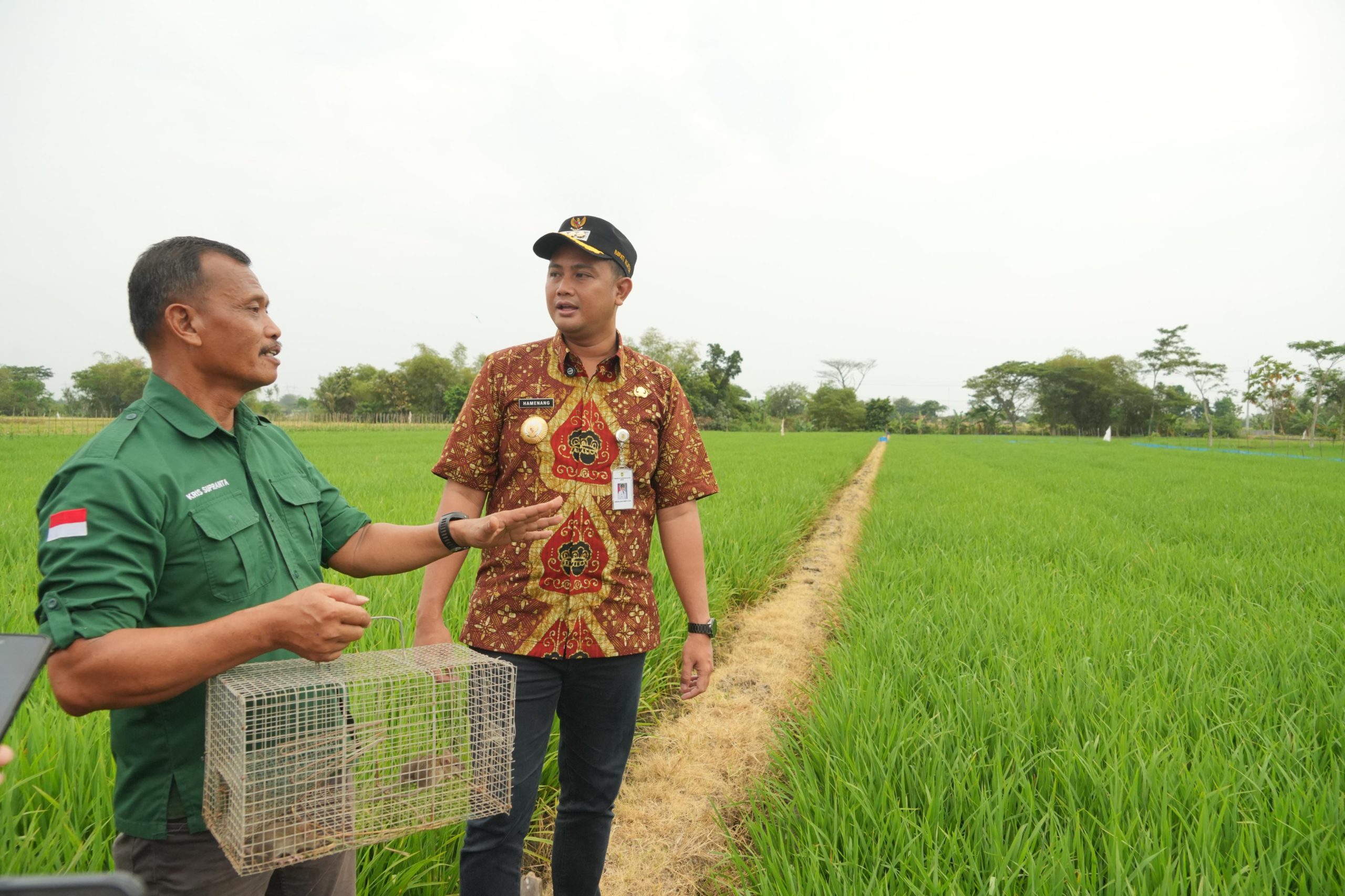 Bupati Klaten Klaim Penanganan Hama Tikus Dengan TBS Lebih Efektif Dibanding Gropyokan