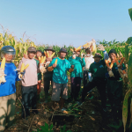 Jatam Tulung Lakukan Panen Raya Jagung Diatas Lahan Wakaf, Hama Tikus Masih Menjadi Musuh Petani