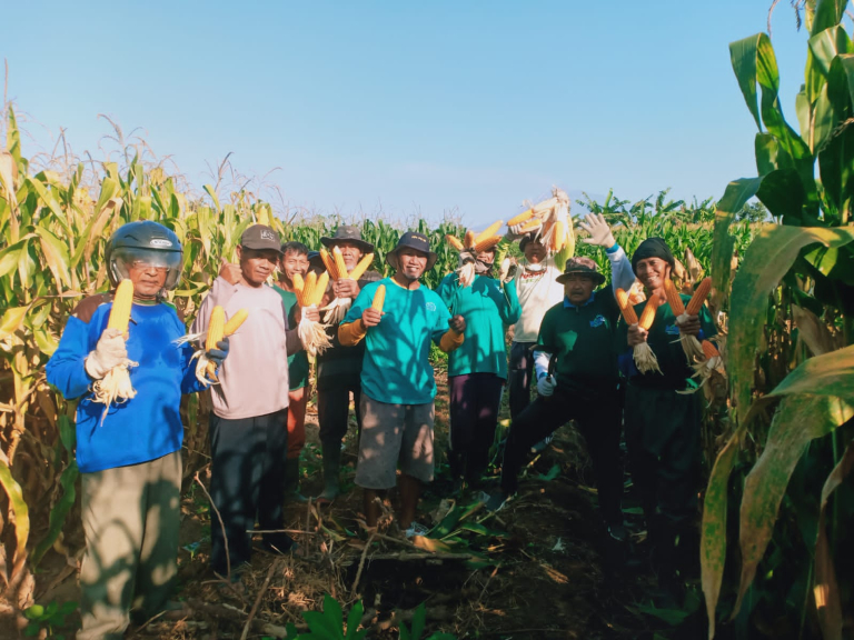 Jatam Tulung Lakukan Panen Raya Jagung Diatas Lahan Wakaf, Hama Tikus Masih Menjadi Musuh Petani
