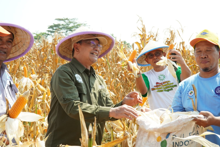 Dukung Gerakan Kedaulatan Pangan Nasional, MPM Bersama Jatam Panen Jagung  Hibrida Varietas Unggul di Pekalongan