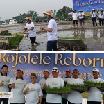 Dimulai Dari Klaten , Ormas Islam Ini Kembali Bikin Gebrakan, Kembangkan Rojolele Reborn Perkuat Kedaulatan Pangan Nasional