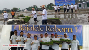 Dimulai Dari Klaten , Ormas Islam Ini Kembali Bikin Gebrakan, Kembangkan Rojolele Reborn Perkuat Kedaulatan Pangan Nasional